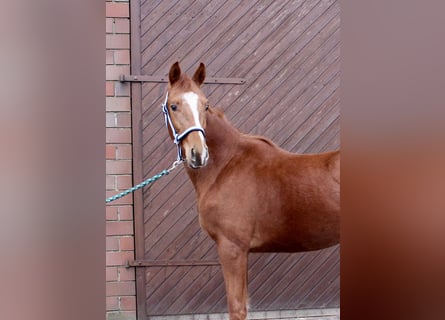 Oldenburger, Hengst, 2 Jahre, 163 cm, Fuchs
