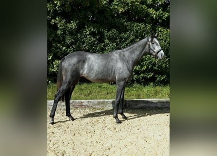 Oldenburger, Hengst, 2 Jahre, 164 cm, Blauschimmel