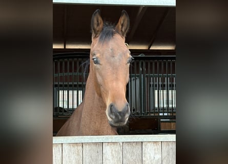 Oldenburger, Hengst, 2 Jahre, 165 cm, Brauner