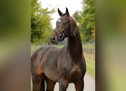 Oldenburger, Hengst, 2 Jahre, 165 cm, Dunkelbrauner