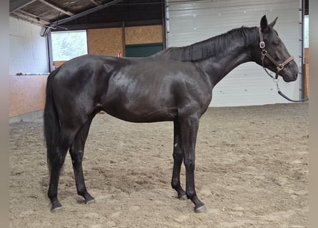 Oldenburger, Hengst, 2 Jahre, 165 cm, Rappe