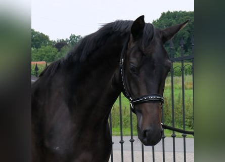 Oldenburger, Hengst, 2 Jahre, 165 cm, Schwarzbrauner