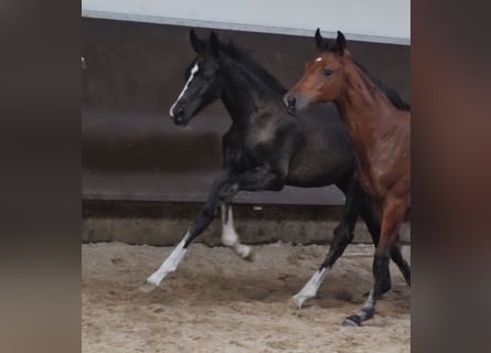 Oldenburger, Hengst, 2 Jahre, 169 cm, Rappe