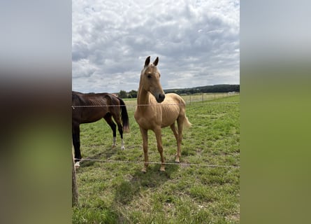 Oldenburger, Hengst, 2 Jahre, 170 cm, Palomino
