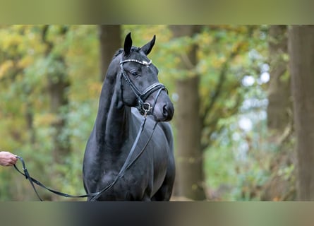Oldenburger, Hengst, 2 Jahre, 170 cm, Rappe