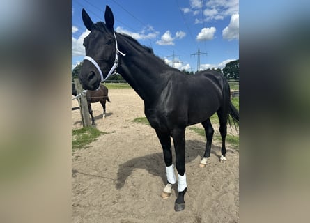 Oldenburger, Hengst, 2 Jahre, 170 cm, Schwarzbrauner