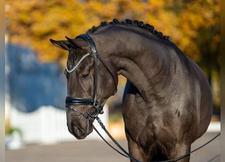 Oldenburger, Hengst, 2 Jahre, 173 cm, Dunkelbrauner