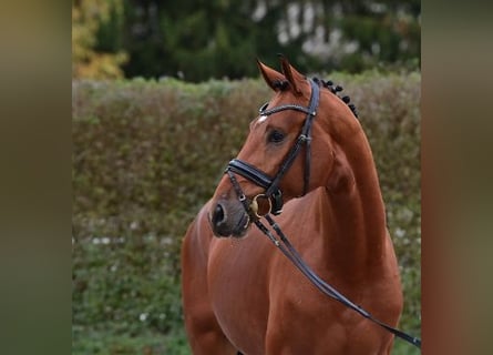 Oldenburger, Hengst, 2 Jahre, Brauner