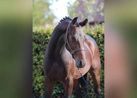 Oldenburger, Hengst, 2 Jahre, Brauner