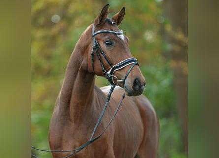 Oldenburger, Hengst, 2 Jahre, Brauner