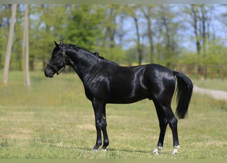 Oldenburger, Hengst, 2 Jahre