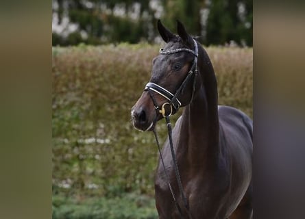 Oldenburger, Hengst, 2 Jahre, Dunkelbrauner