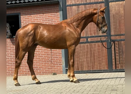 Oldenburger, Hengst, 2 Jahre, Fuchs