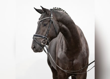 Oldenburger, Hengst, 2 Jahre, Rappe