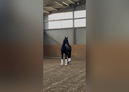 Oldenburger, Hengst, 3 Jaar, 162 cm, Zwart