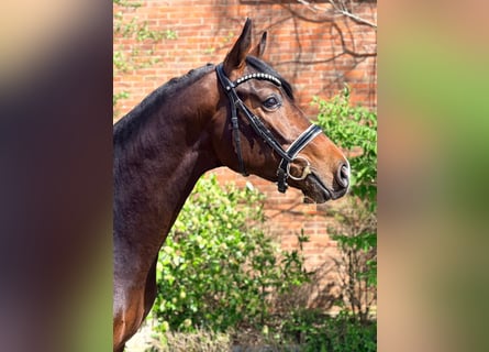 Oldenburger, Hengst, 3 Jaar, 163 cm, Donkerbruin