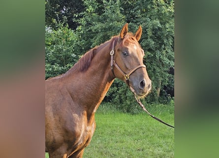 Oldenburger, Hengst, 3 Jaar, 168 cm, Donkere-vos