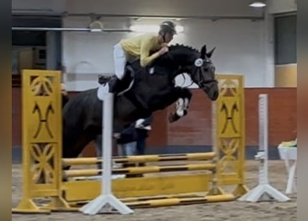 Oldenburger, Hengst, 3 Jaar, 168 cm, Zwartschimmel