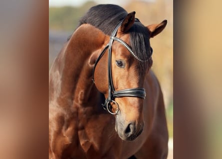 Oldenburger, Hengst, 3 Jaar, 170 cm, Bruin
