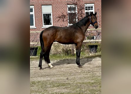 Oldenburger, Hengst, 3 Jaar, 170 cm, Bruin