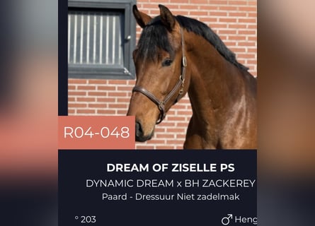 Oldenburger, Hengst, 3 Jaar, 170 cm, Bruin