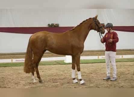 Oldenburger, Hengst, 3 Jaar, 173 cm, Vos