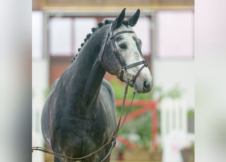 Oldenburger, Hengst, 3 Jaar, Schimmel