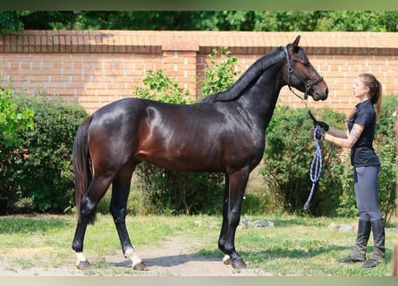 Oldenburger, Hengst, 3 Jaar