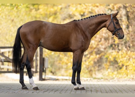 Oldenburger, Hengst, 3 Jahre, 160 cm, Brauner