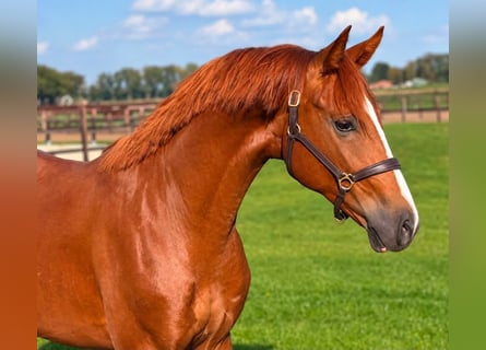 Oldenburger, Hengst, 3 Jahre, 162 cm, Fuchs