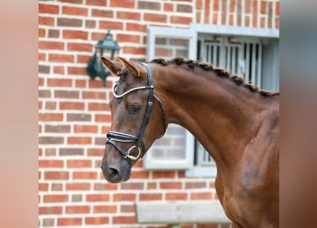 Oldenburger, Hengst, 3 Jahre, 166 cm, Dunkelfuchs