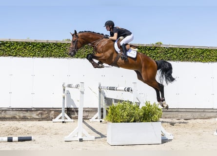 Oldenburger, Hengst, 3 Jahre, 167 cm, Brauner