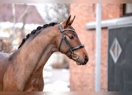 Oldenburger, Hengst, 3 Jahre, 168 cm, Brauner