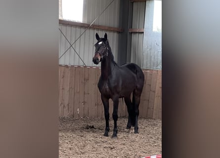 Oldenburger, Hengst, 3 Jahre, 168 cm, Dunkelbrauner