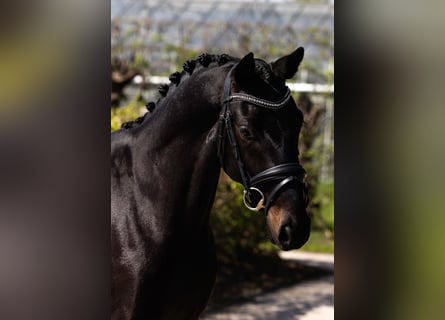 Oldenburger, Hengst, 3 Jahre, 169 cm, Schwarzbrauner