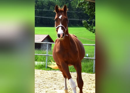 Oldenburger, Hengst, 3 Jahre, 170 cm, Dunkelfuchs