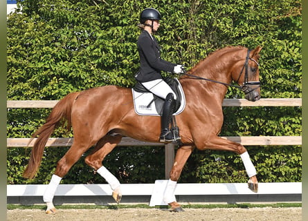 Oldenburger, Hengst, 3 Jahre, 170 cm, Dunkelfuchs