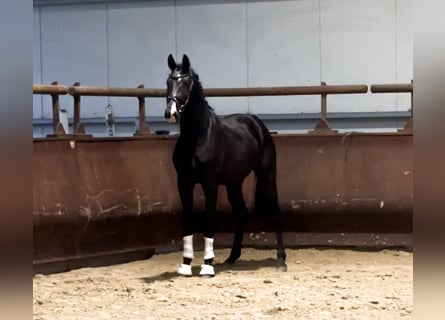Oldenburger, Hengst, 3 Jahre, 170 cm, Rappe