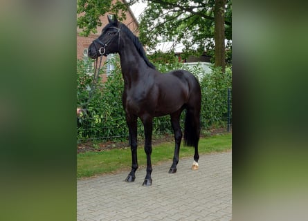 Oldenburger, Hengst, 3 Jahre, 170 cm, Rappe