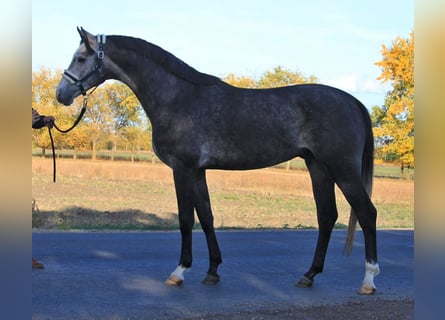 Oldenburger, Hengst, 3 Jahre, 170 cm, Schimmel