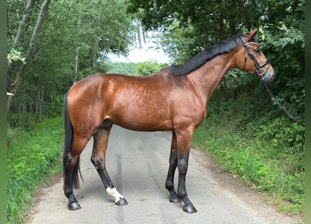 Oldenburger, Hengst, 3 Jahre, 172 cm, Brauner
