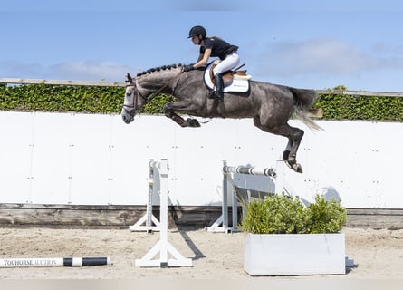 Oldenburger, Hengst, 3 Jahre, 174 cm, Schimmel