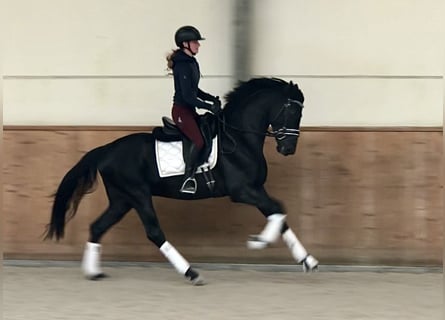 Oldenburger, Hengst, 4 Jaar, 166 cm, Zwart