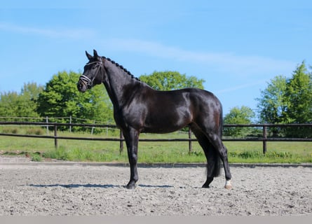 Oldenburger, Hengst, 4 Jaar, 168 cm, Zwartbruin