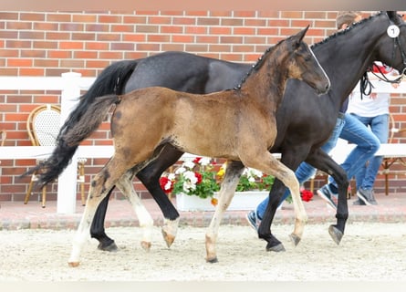 Oldenburger, Hengst, 4 Jaar, Zwart