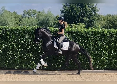 Oldenburger, Hengst, 4 Jahre, 164 cm, Rappe