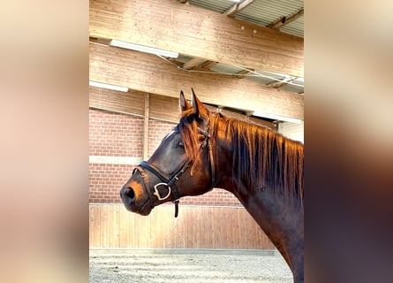 Oldenburger, Hengst, 4 Jahre, 168 cm, Dunkelbrauner