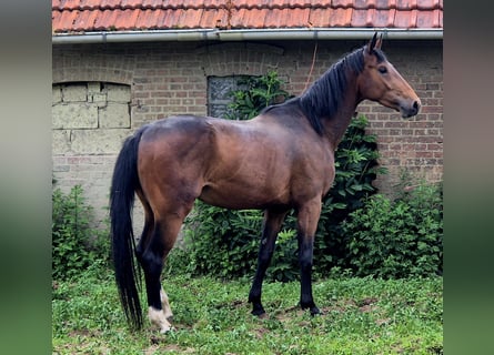 Oldenburger, Hengst, 4 Jahre, 170 cm, Brauner