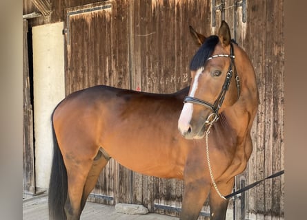 Oldenburger, Hengst, 4 Jahre, 170 cm, Brauner
