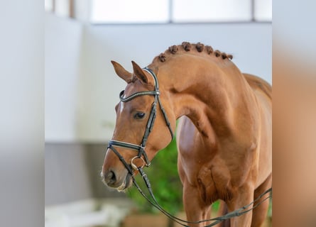 Oldenburger, Hengst, 4 Jahre, 175 cm, Fuchs